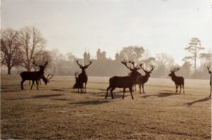 Knebworth Deer in the deerpark