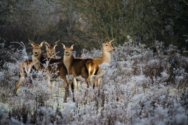 Knepp Estate fallow deer on a frosty winter day