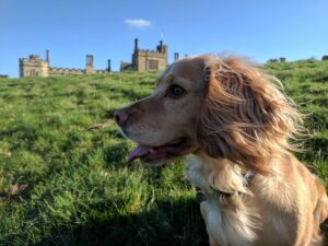 Penshurst Place celebrating dogs in 2020
