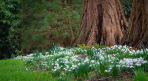 Doddington Place flowers