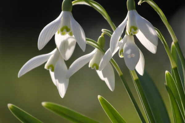 Easton Walled Gardens snowdrops 2022